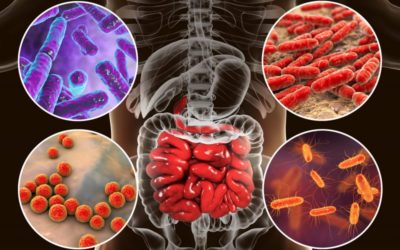 Flora Bacteriana e Câncer De Intestino